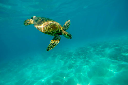 Medio ambiente MSC Cruceros. SoloCruceros.com