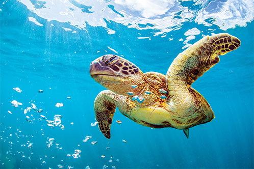 Medio Ambiente y Sostenibilidad, Seabourn. SoloCruceros.com Medio Ambiente y Sostenibilidad, Seabourn. SoloCruceros.com